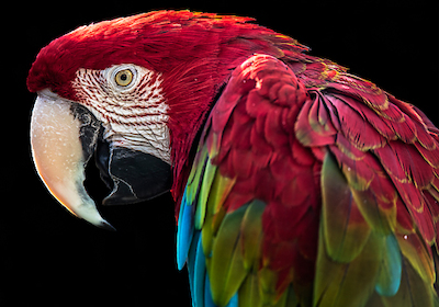 Array Ara Parrot von Ronin