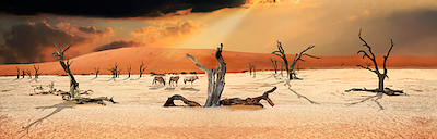 Array Trees in the Sandsea von Peter Hillert