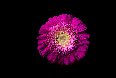 Array Gerbera lila von Volker Brosius