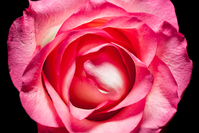 Array Rose II von Volker Brosius