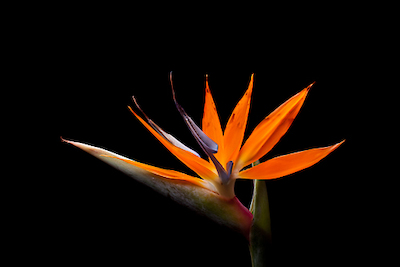 Array Strelitzia von Volker Brosius