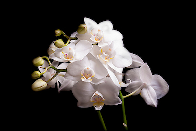 Array Orchidee II von Volker Brosius