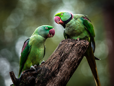 Array Green Parrot II von Ronin
