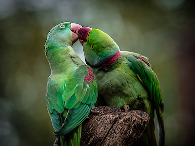 Array Green Parrot I von Ronin