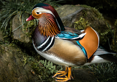 Array Manderin Duck von Ronin