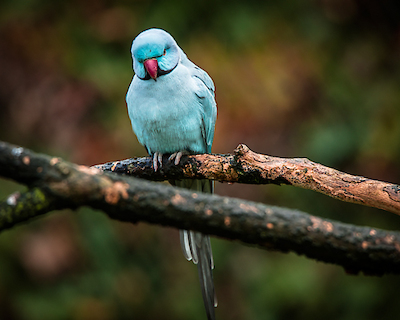 Array Blue Parrot von Ronin