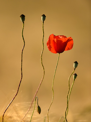 Array The Last Flowers von Uwe Steger
