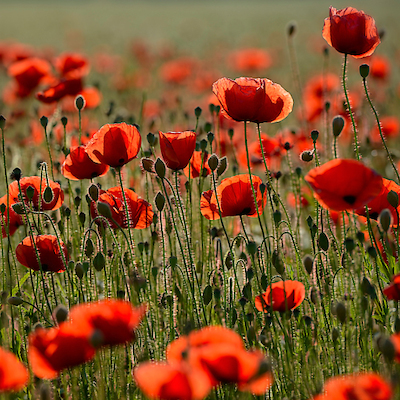 Array Poppy Zone von Uwe Steger