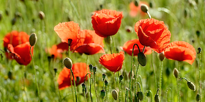 Array Some Poppy Part II von Uwe Steger