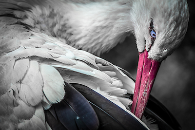 Array The Stork von Ronin
