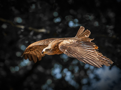 Array Red Kite flies von Ronin
