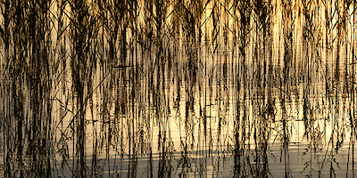 Array Reed Part I von Uwe Steger