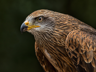 Array Red Kite von Ronin
