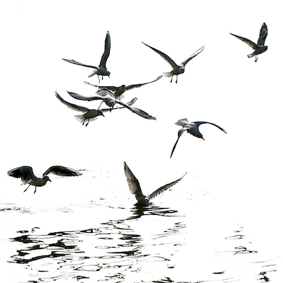 Array Black & White von Uwe Steger