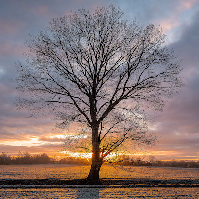 Array Winterbaum von Holger Karl