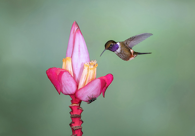 Array Purple-throated Woodstar von sheila xu