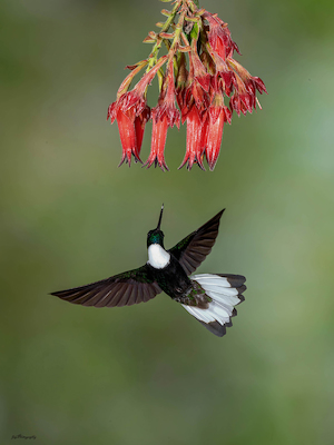 Array Collared Inca von sheila xu