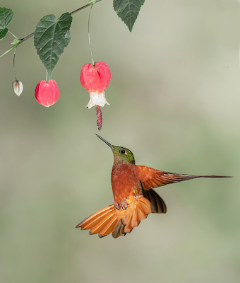 Array Chestnut-breasted coronet von sheila xu