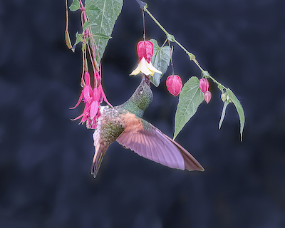 Array I love both flowers von sheila xu