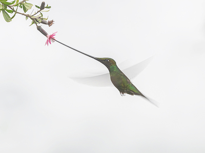 Array The sword, the wings von sheila xu