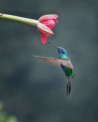 Array Sparkling violetear in motion - 1 von sheila xu
