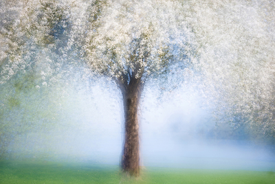Array Dreamy spring von Martina Stutz