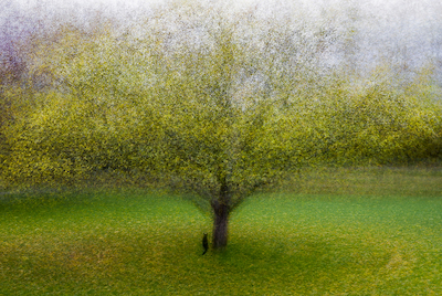 Array The Cat by the Tree von Arne Ostlund