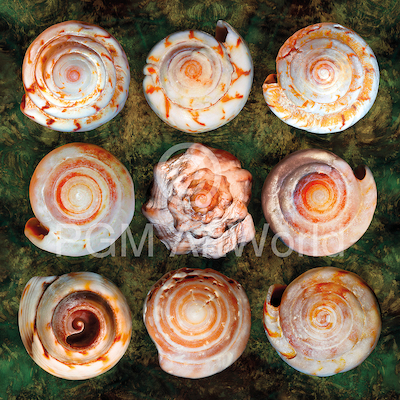 150cm x 150cm Shellspiral3 von Roberto Scaroni