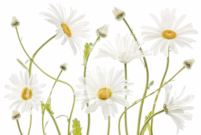 Array Ox eye Daisies von Mandy Disher