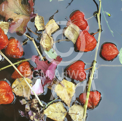Array Herbstwasser von Gerd Weissing