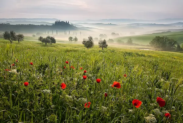 cm x cm Tuscan spring von Daniel Rericha