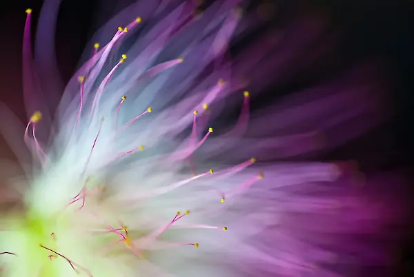 Array The Will-o-the-Wisp von Art Lionse