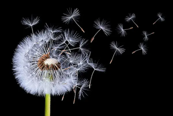 Array Dandelion Blowing von Bess Hamiti