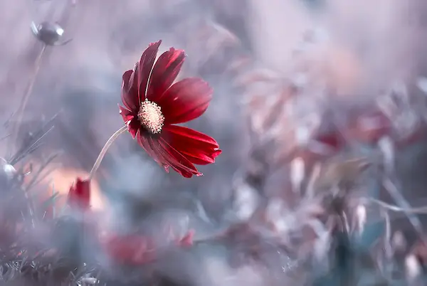 Array Carmen von Fabien BRAVIN