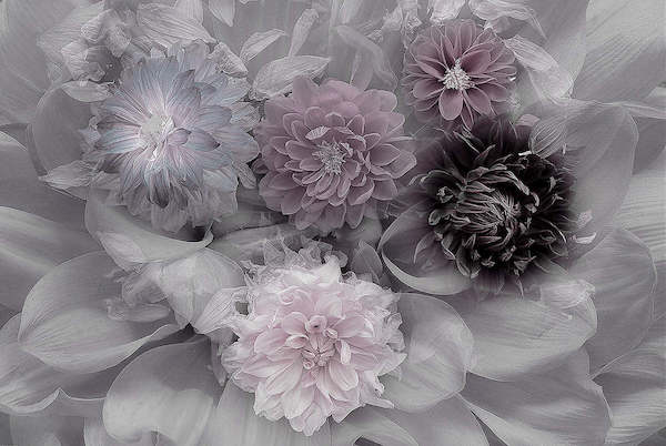 Array Dahlia dream von Inge Schuster