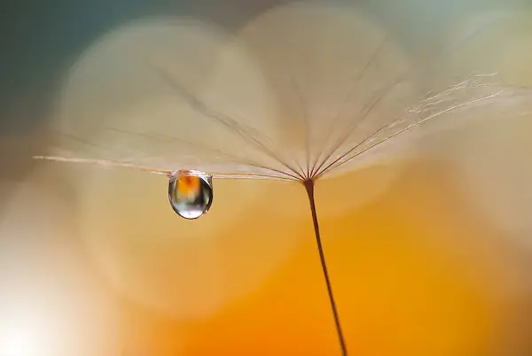 Array Little Night Music... von Juliana Nan