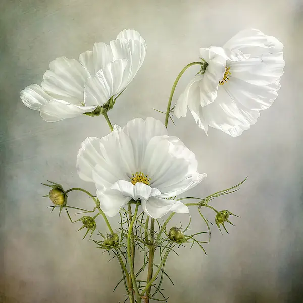 Array Cosmos Charm von Mandy Disher