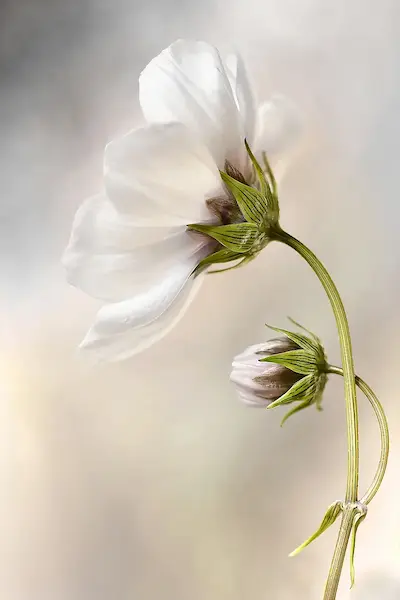 Array Heavenly Cosmos von Mandy Disher