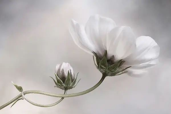 Array Simply Cosmos von Mandy Disher