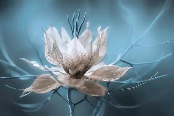 Array Nigella von Mandy Disher