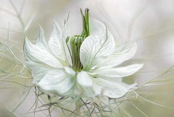 Array Nigella von Mandy Disher
