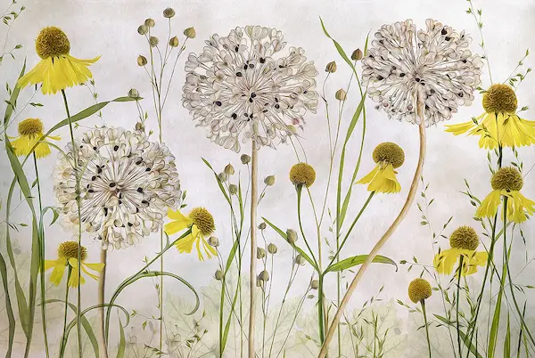Array Alliums and heleniums von Mandy Disher