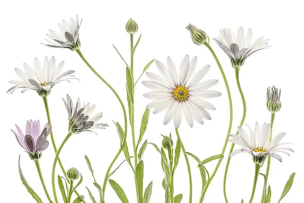 Array Cape Daisies von Mandy Disher