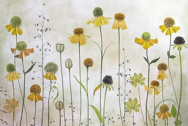 Array Helenium von Mandy Disher