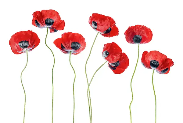 Array Ladybird Poppies von Mandy Disher