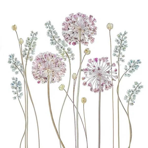 Array Allium von Mandy Disher