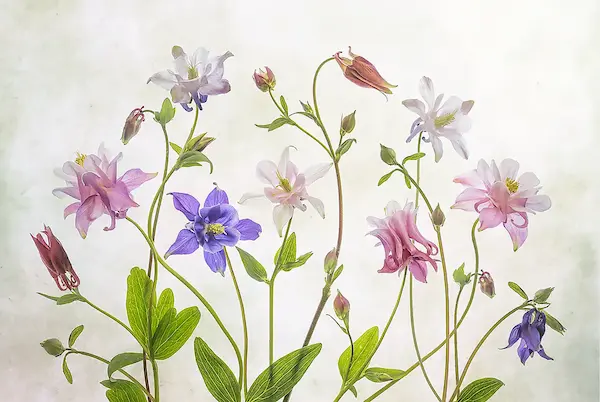 Array Columbine von Mandy Disher