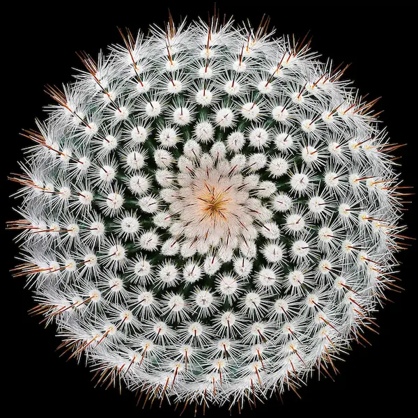 Array Notocactus scopa von Victor Mozqueda