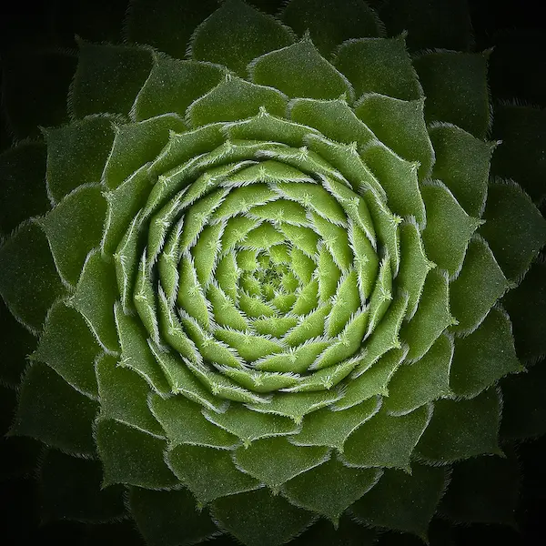 Array Succulent von Victor Mozqueda