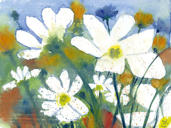 Array Weisse Cosmea und Mohn von Dieter Hecht